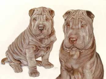 Portrait animalier du Chien Sharpei Faust  plusieurs ges